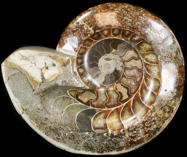 Wide Polished Ammonite 'Dish' #41638